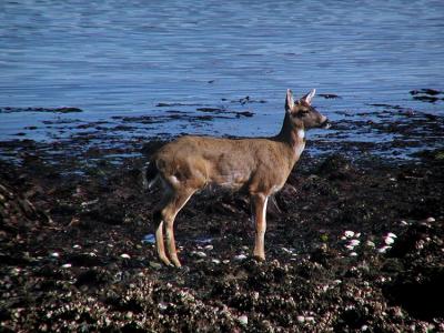 Beach Buck