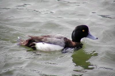 Greater Scaup #1