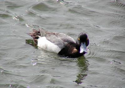 Greater Scaup #2