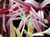 Spider Lily.jpg