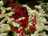 Astillbe.jpg