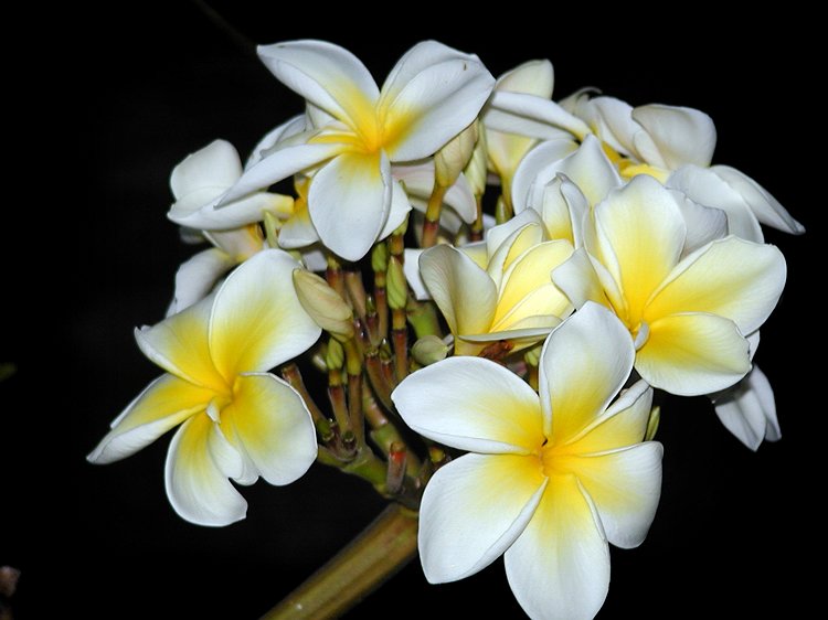 Plumeria.jpg