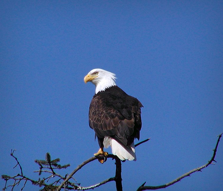 Eagle with Attitude