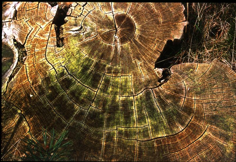 treestump2
