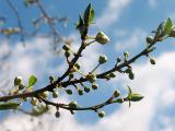 Damson buds