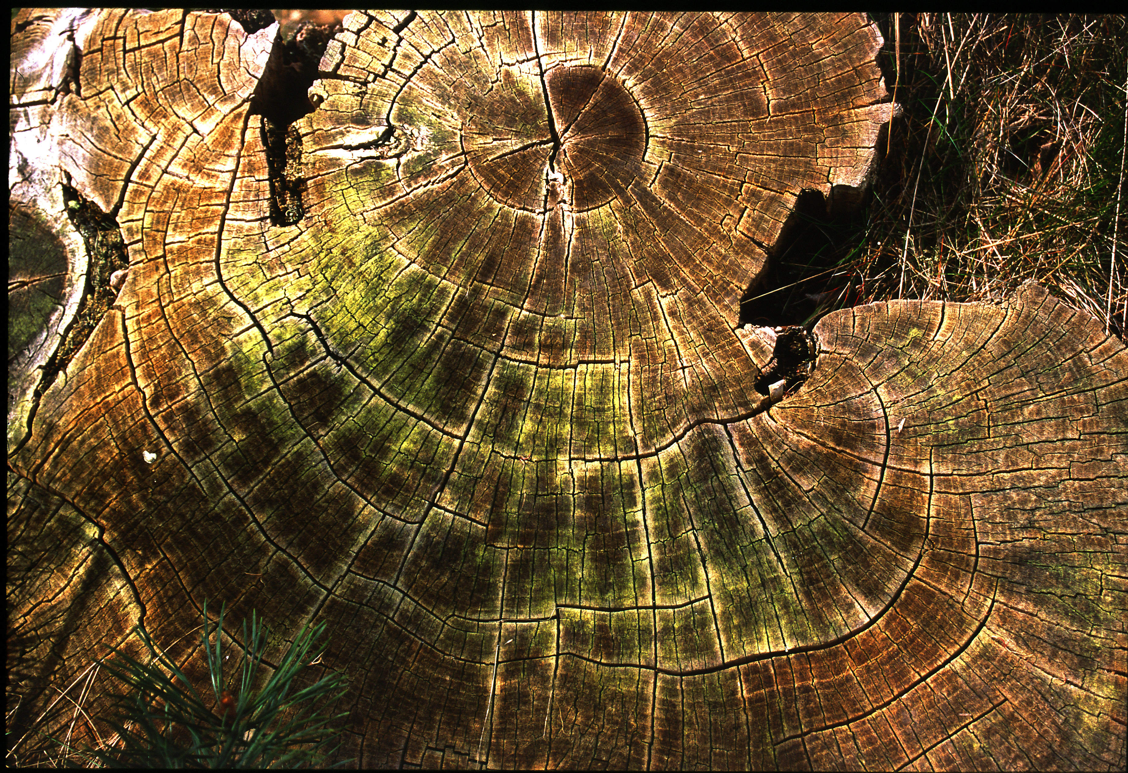 treestump2