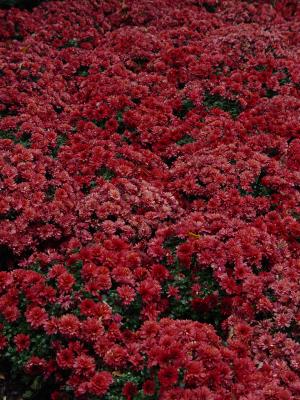 red flowers
