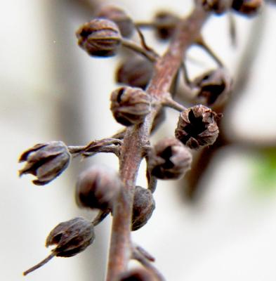 LAST YEAR'S SWEET PEPPER BUSH SEED PODS