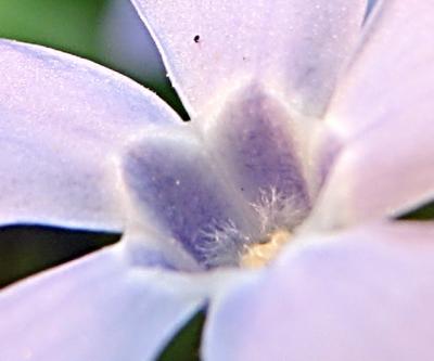 CANON G2 MACRO & GARDEN PICS