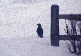 Lone Crow,  Lost In A Snow Storm