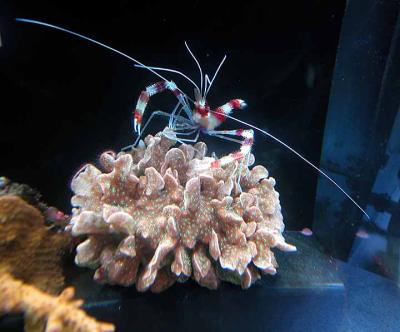 Coral banded shrimp on coral