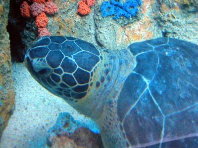 Green sea turtle - closeup