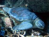 Green sea turtle