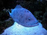 Speckled grouper