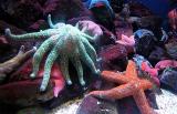 Sea stars