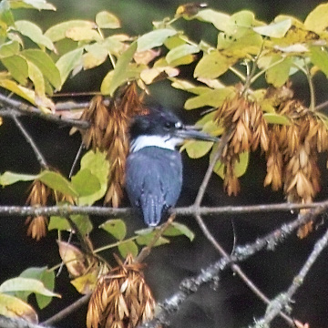 IMG15256.jpg
