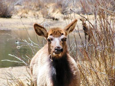 Yearling Elk