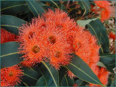 u9/yvonneii/medium/11504521.Eucalyptusficifolia2.jpg