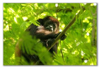 Monkey, Costa Rica - 2