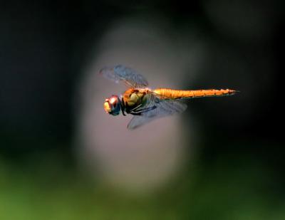 Dragonfly in flight