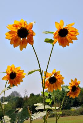 IMG_4643ps.jpg