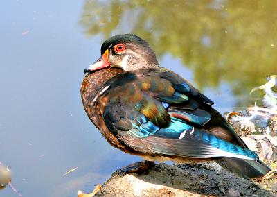 IMG_4747ps.jpg