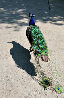 IMG_4784ps.jpg
