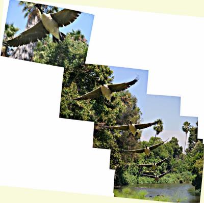 pano_goose-01ps.jpg