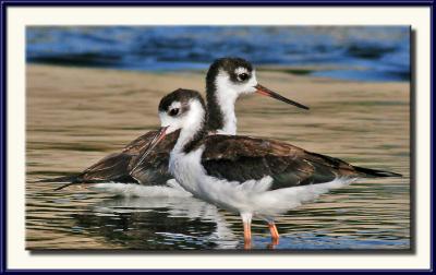 Black-necked Stilts