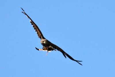 IMG_5519psSmall.jpg