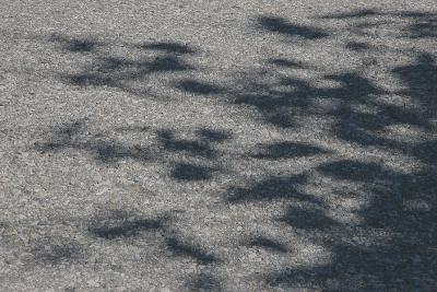IMG_7192bsmall.jpg