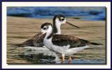 Black-necked Stilts