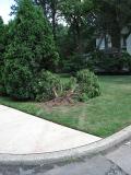Tree killers 1