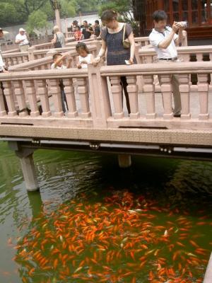 Chinese Womans feeding the goldfishes