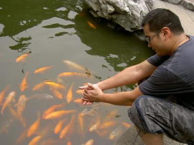 The Goldfishes respond when you clap ur hands.. Really !!