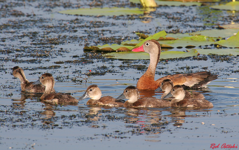 Black Bellied Whistling Duck & Chicks