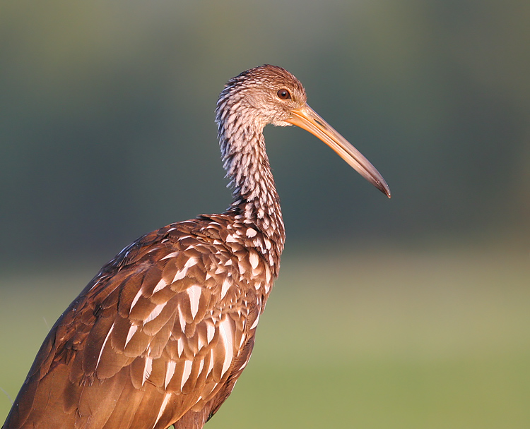 Limpkin