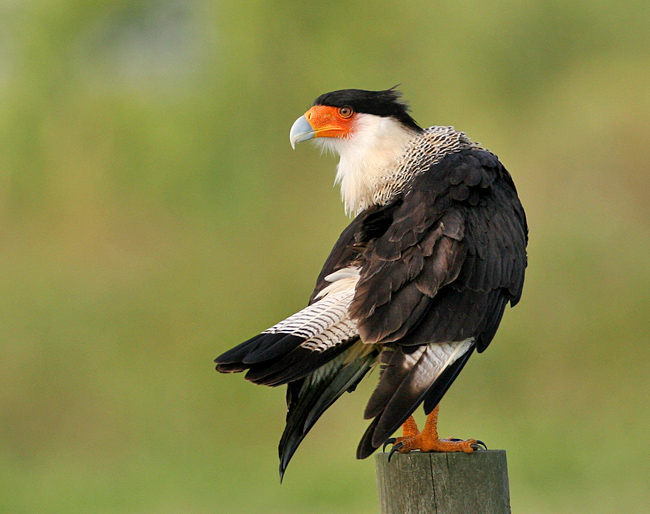 Caracara