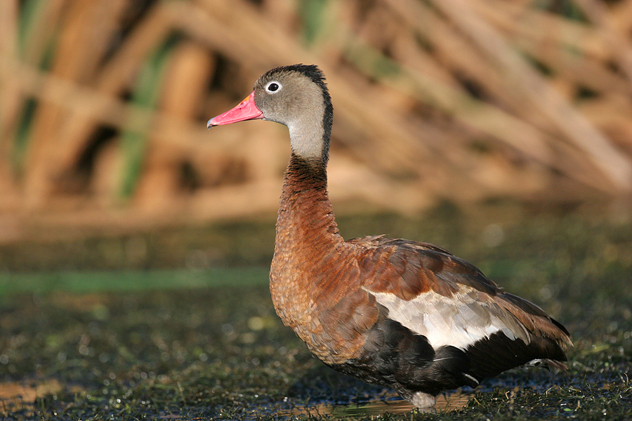 Black Bellied Whistling Duck