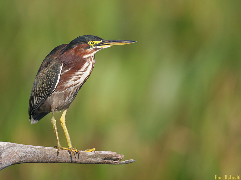 Green Heron 1