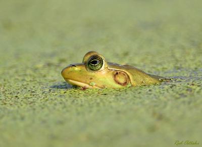 Frog at Viera