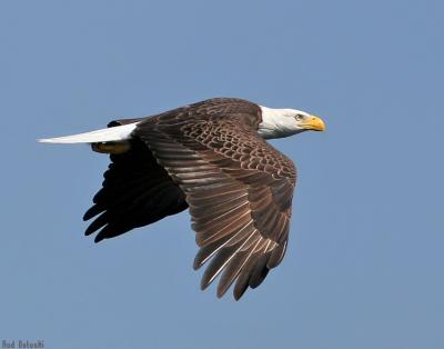 Eagle