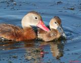 Black Bellied Whistling Duck & Chick