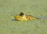 Frog at Viera