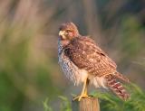 Red Shoulder Hawk