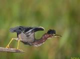 Green Heron 3