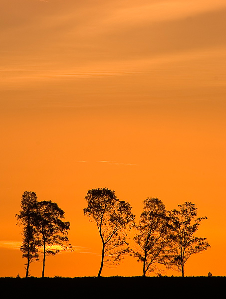 Cherry Tree Slade Sunrise