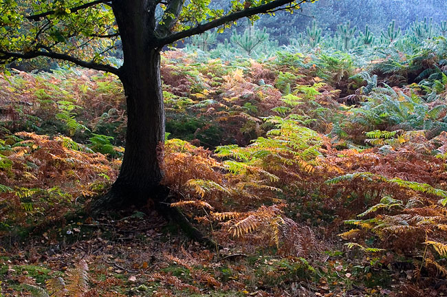 Chase in October