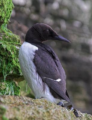 Guillemot