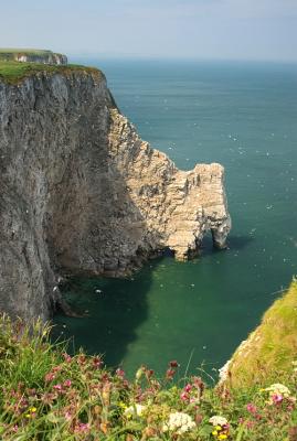 Bempton Cliffs